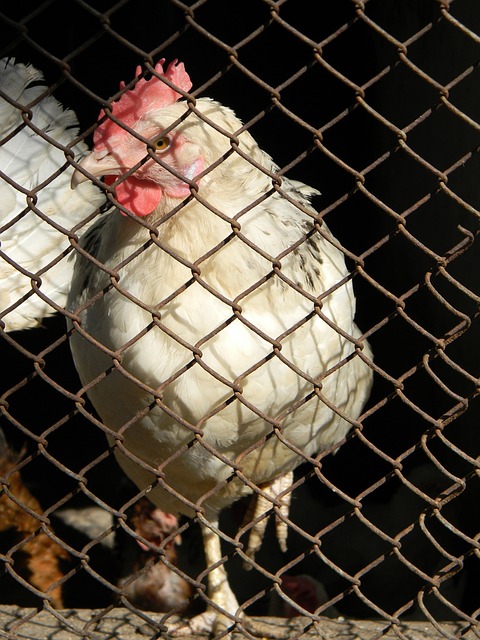 尤其是伤病 尤其是伤病